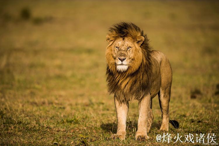 阿德尔曼谈沃特森伤势：预计不会长期缺阵，可能是骨挫伤